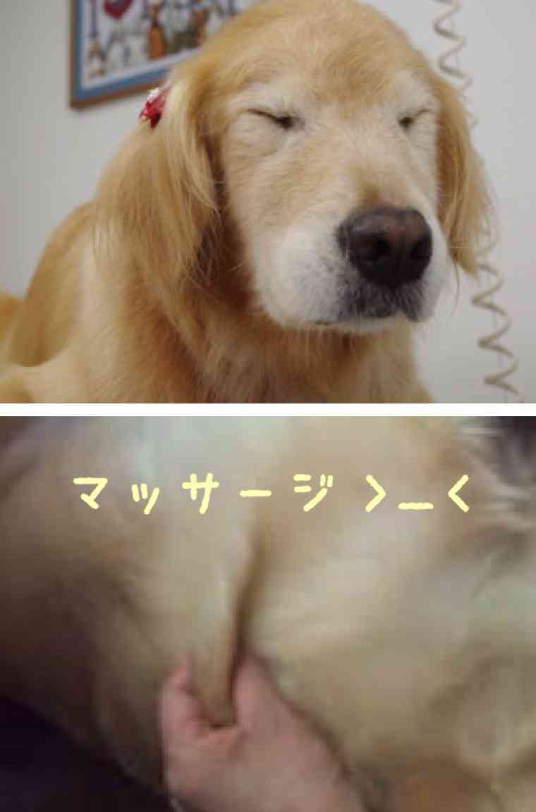「柴犬のほっぺはよく伸びる」との噂→本当かどうか試してみたら可愛すぎたww