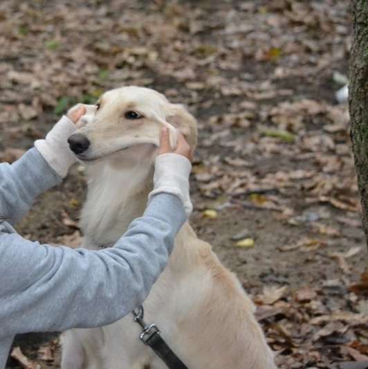 「柴犬のほっぺはよく伸びる」との噂→本当かどうか試してみたら可愛すぎたww