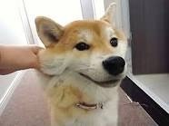 「柴犬のほっぺはよく伸びる」との噂→本当かどうか試してみたら可愛すぎたww
