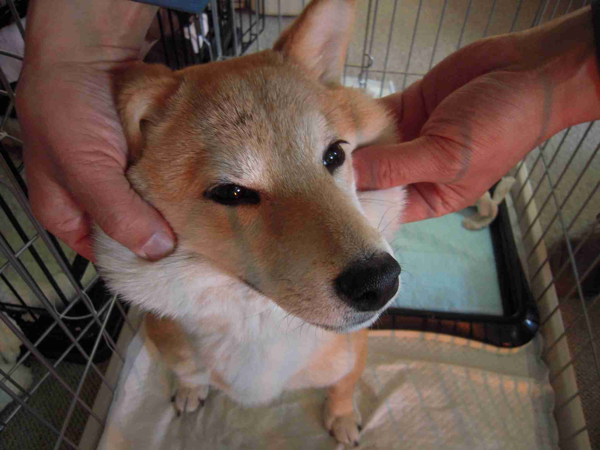 「柴犬のほっぺはよく伸びる」との噂→本当かどうか試してみたら可愛すぎたww