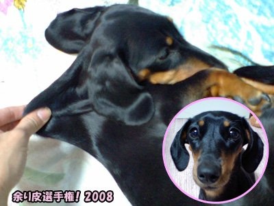 「柴犬のほっぺはよく伸びる」との噂→本当かどうか試してみたら可愛すぎたww