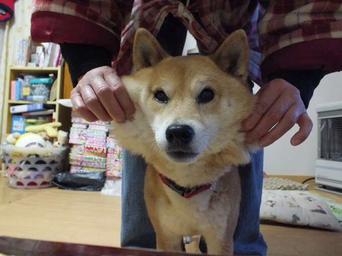 「柴犬のほっぺはよく伸びる」との噂→本当かどうか試してみたら可愛すぎたww