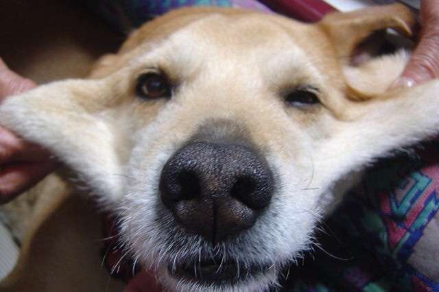 「柴犬のほっぺはよく伸びる」との噂→本当かどうか試してみたら可愛すぎたww