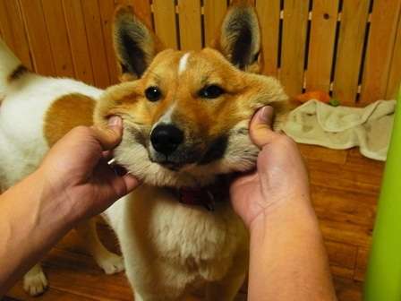 「柴犬のほっぺはよく伸びる」との噂→本当かどうか試してみたら可愛すぎたww