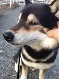 「柴犬のほっぺはよく伸びる」との噂→本当かどうか試してみたら可愛すぎたww