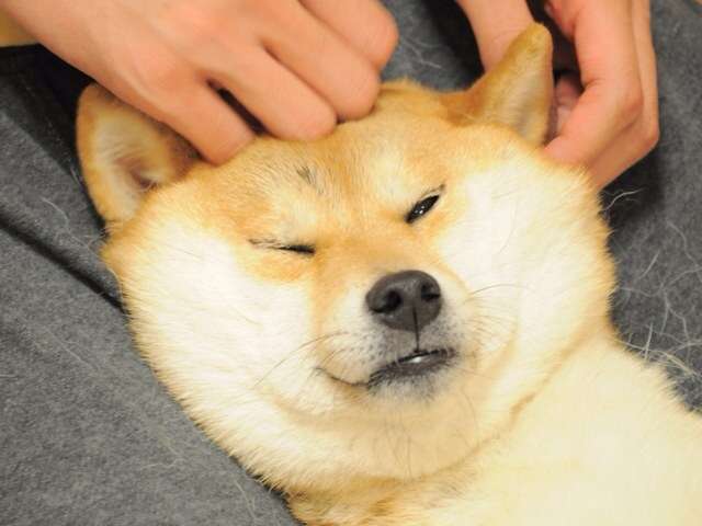 「柴犬のほっぺはよく伸びる」との噂→本当かどうか試してみたら可愛すぎたww