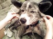 「柴犬のほっぺはよく伸びる」との噂→本当かどうか試してみたら可愛すぎたww