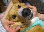 「柴犬のほっぺはよく伸びる」との噂→本当かどうか試してみたら可愛すぎたww