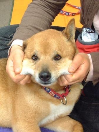 「柴犬のほっぺはよく伸びる」との噂→本当かどうか試してみたら可愛すぎたww