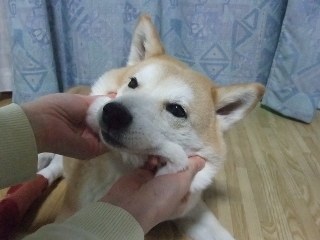 「柴犬のほっぺはよく伸びる」との噂→本当かどうか試してみたら可愛すぎたww