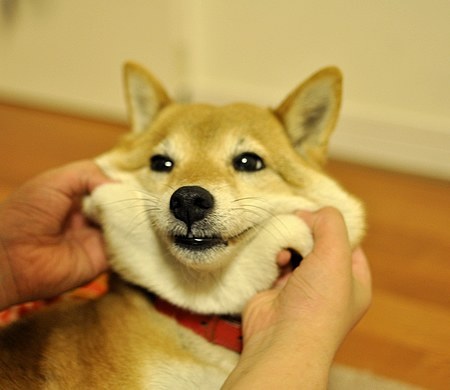 「柴犬のほっぺはよく伸びる」との噂→本当かどうか試してみたら可愛すぎたww