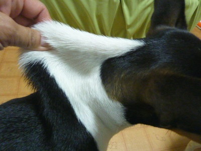 「柴犬のほっぺはよく伸びる」との噂→本当かどうか試してみたら可愛すぎたww