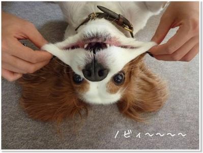 「柴犬のほっぺはよく伸びる」との噂→本当かどうか試してみたら可愛すぎたww