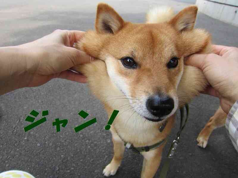 「柴犬のほっぺはよく伸びる」との噂→本当かどうか試してみたら可愛すぎたww
