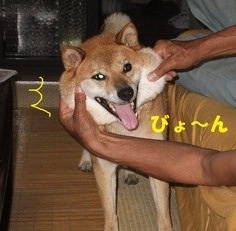 「柴犬のほっぺはよく伸びる」との噂→本当かどうか試してみたら可愛すぎたww