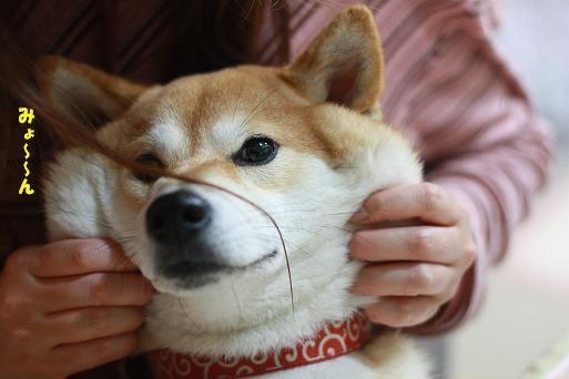 「柴犬のほっぺはよく伸びる」との噂→本当かどうか試してみたら可愛すぎたww