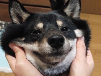 「柴犬のほっぺはよく伸びる」との噂→本当かどうか試してみたら可愛すぎたww
