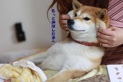「柴犬のほっぺはよく伸びる」との噂→本当かどうか試してみたら可愛すぎたww