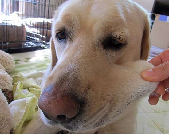 「柴犬のほっぺはよく伸びる」との噂→本当かどうか試してみたら可愛すぎたww
