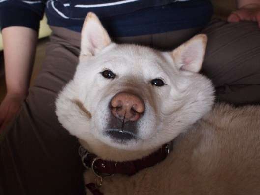 「柴犬のほっぺはよく伸びる」との噂→本当かどうか試してみたら可愛すぎたww