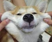 「柴犬のほっぺはよく伸びる」との噂→本当かどうか試してみたら可愛すぎたww
