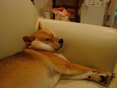 「柴犬のほっぺはよく伸びる」との噂→本当かどうか試してみたら可愛すぎたww