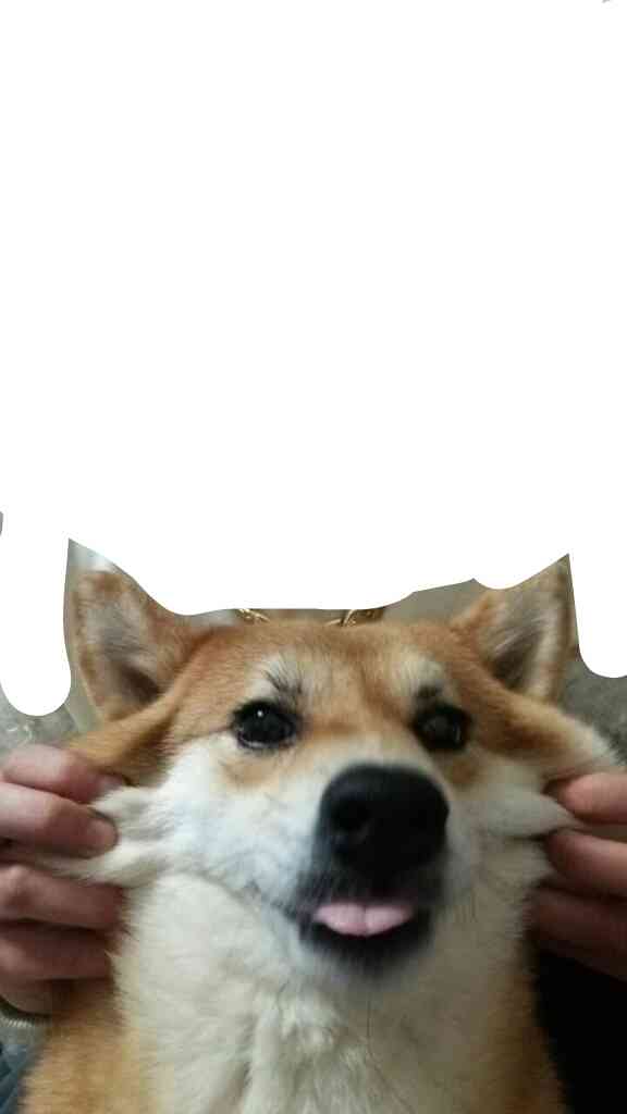「柴犬のほっぺはよく伸びる」との噂→本当かどうか試してみたら可愛すぎたww