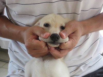 「柴犬のほっぺはよく伸びる」との噂→本当かどうか試してみたら可愛すぎたww