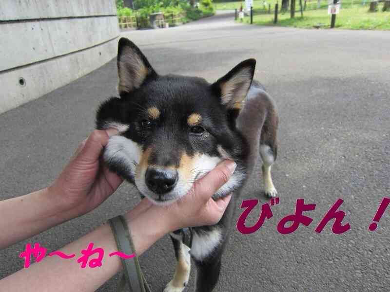 「柴犬のほっぺはよく伸びる」との噂→本当かどうか試してみたら可愛すぎたww