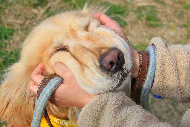 「柴犬のほっぺはよく伸びる」との噂→本当かどうか試してみたら可愛すぎたww