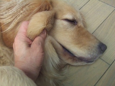「柴犬のほっぺはよく伸びる」との噂→本当かどうか試してみたら可愛すぎたww