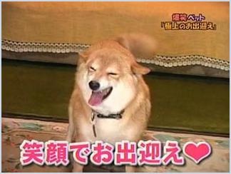 「柴犬のほっぺはよく伸びる」との噂→本当かどうか試してみたら可愛すぎたww