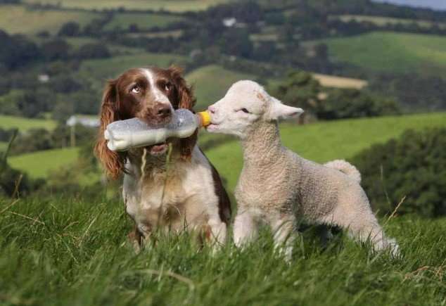 犬だと信じ込んで育った羊、牧羊犬‎と同じ行動まで…。