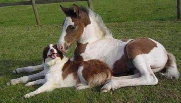 犬だと信じ込んで育った羊、牧羊犬‎と同じ行動まで…。
