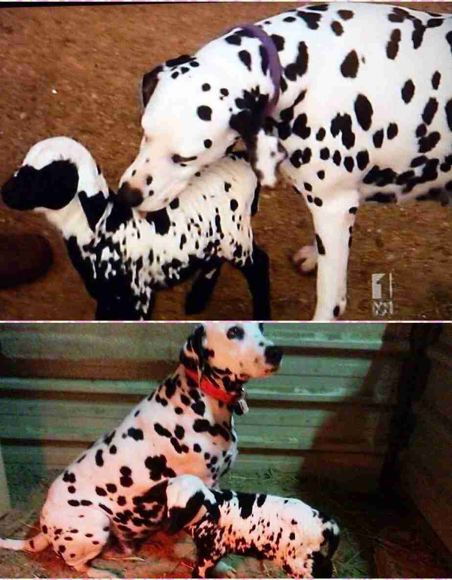 犬だと信じ込んで育った羊、牧羊犬‎と同じ行動まで…。