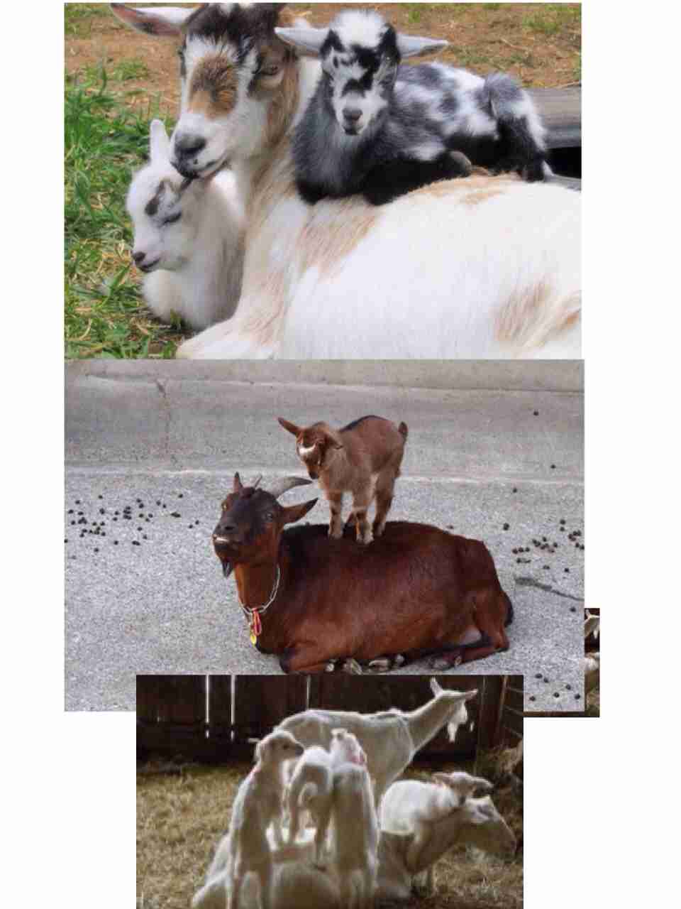 犬だと信じ込んで育った羊、牧羊犬‎と同じ行動まで…。