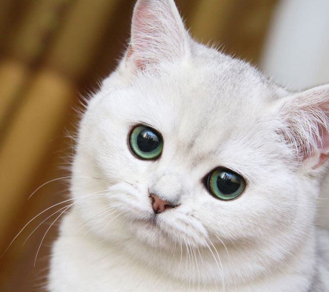 あなたの欠点は何ですか？