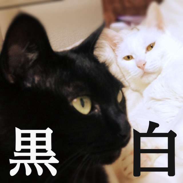 これは便利!ネコの模様24種類早見表