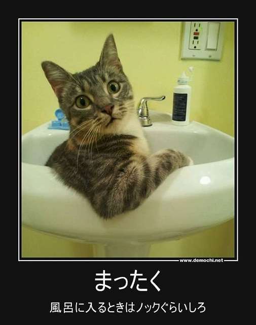 猫風呂が可愛いと話題に