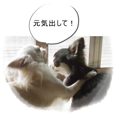 明るい気持ちになれる画像ください。