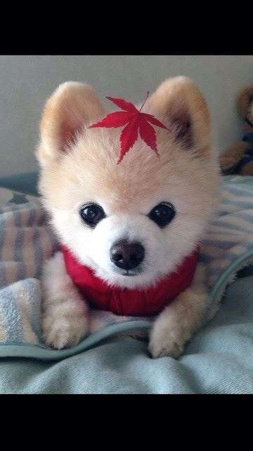 明るい気持ちになれる画像ください。