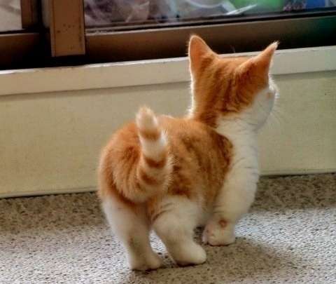 明るい気持ちになれる画像ください。