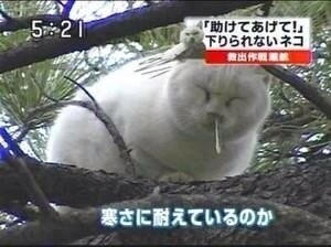 明るい気持ちになれる画像ください。