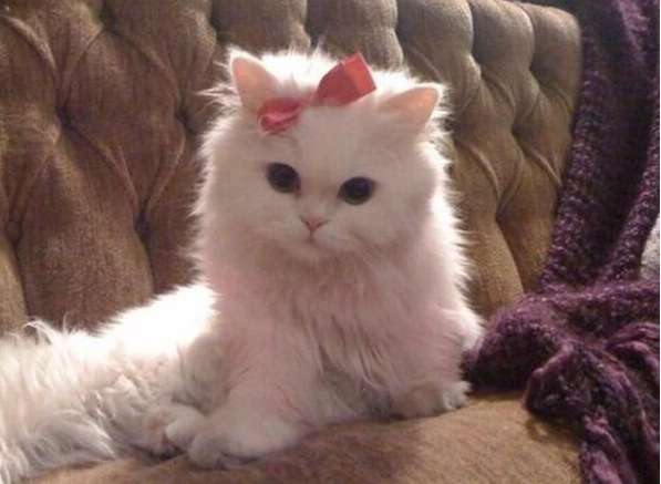 明るい気持ちになれる画像ください。