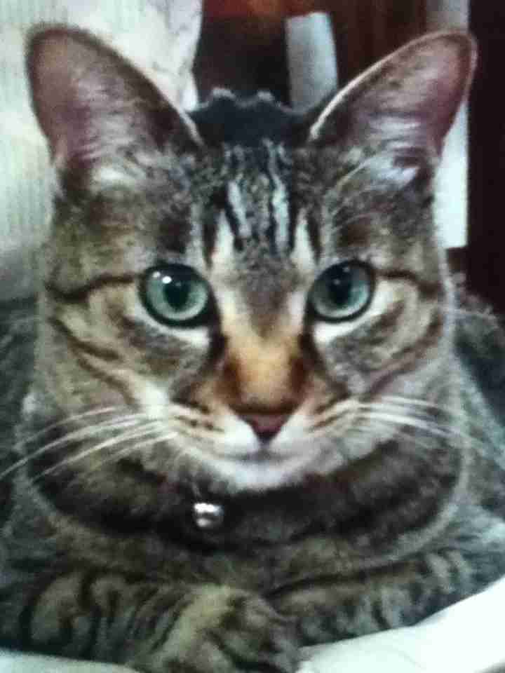 【ソチ五輪】スノーボード 男子ハーフパイプで平野歩夢が銀メダル、平岡卓が銅メダル獲得！