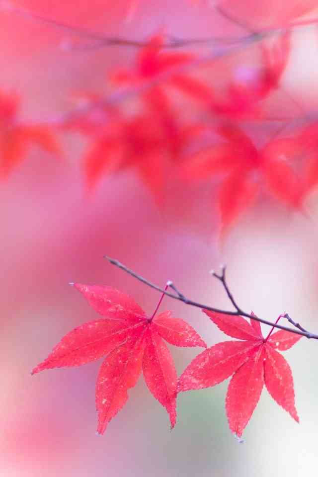 自分の生まれたところ、好きですか？
