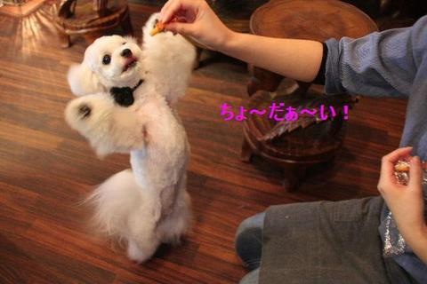 そんな顔されたら断れっこない！おねだり上手な動物たちの写真