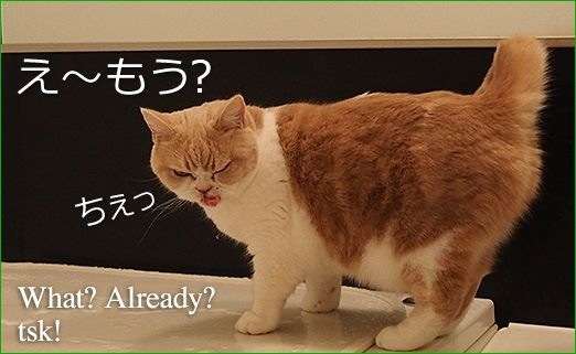 そんな顔されたら断れっこない！おねだり上手な動物たちの写真