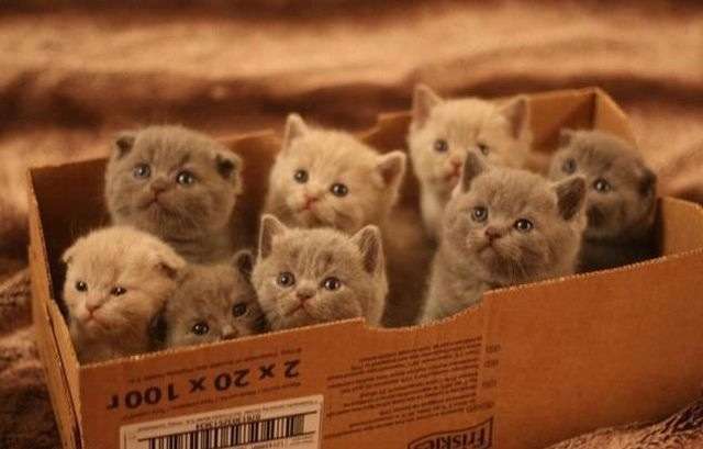 そんな顔されたら断れっこない！おねだり上手な動物たちの写真
