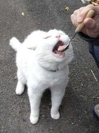 そんな顔されたら断れっこない！おねだり上手な動物たちの写真